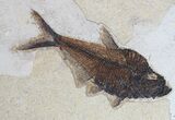 Framed Phareodus & Diplomystus Fossil Fish - Wyoming #62792-3